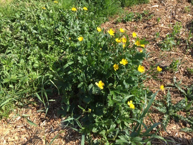 Potagers 