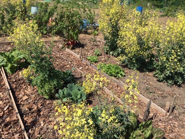 Potagers 