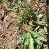 Potagers 