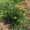 Potagers 