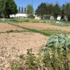 Potagers 