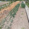 Potagers 