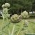 Les potagers en 2010